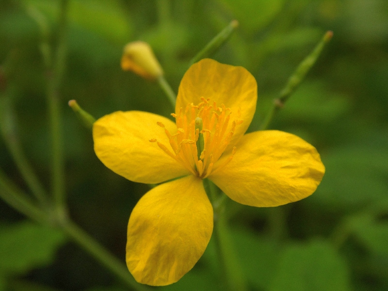 Chelidonium majus